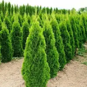 Туя західна 'Смарагд' (Thuja occidentalis 'Smaragd')ВИСОТА 80-100 СМ