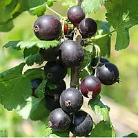 1077551039_w200_h200_joshta-sazhentsy.webp Йошта"Бонн" ранній сорт (гібрид смородина та агрусу)