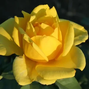 86757775_roza-chajno-gibridnaya-golden-1.webp Троянда чайно-гібридна  «Голд Моніка»  (Gold Monika)