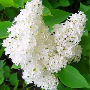 sazhentsy-sireni-betsi-800x800-1.jpg Бузок "Бетсі Росс" дворічні, відкрита