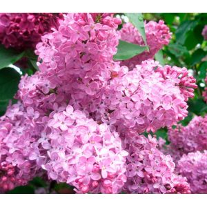 syringa-top-1200x900-1.jpg Бузок Syrínga, відкрита коренева